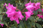 'Hawaii'