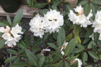'Helen Schiffner'