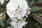 'Helen Schiffner'