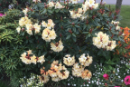 'Horizon Monarch'