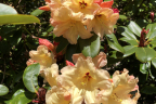 'Butter Brickle'
