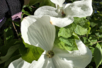 'White Wonder'
