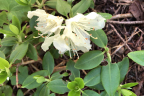 'Yaku Fairy'