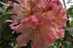'Nelda Peach'