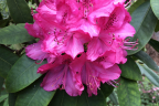 'Cynthia'