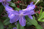 R. augustinii