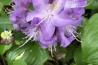 'Roslyn'