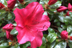 'Vuyk’s Scarlet'