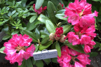 'Morgenrot'