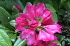 'Morgenrot'