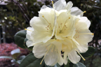 'Lemon Dream'