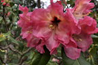 'Tahitian Dawn'
