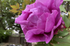 Pink Tree Peony