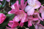 'Percy Wiseman'