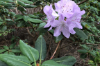 oreodoxa fargesii