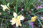 Yellow Iris