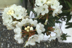 R. diversipilosum 'Milky Way'