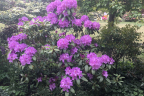 Purpureum Elgans