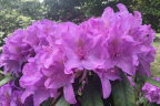 Purpureum Elgans