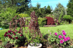 Two Tree Peonies