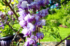 'Violacea Plena'