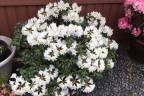 'Yaku Princess'
