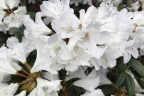 'Yaku Princess'