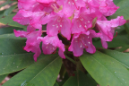 R. macrophyllum (Pacific Rhododendron)
