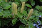 Salix nakamurana var. yezoalpina (Creeping Alpine Willow)