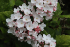 Viburnum carlesii (Snowball Bush)