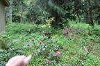 PVisit244