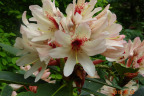 PVisit291