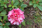 PVisit309