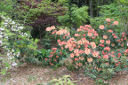 PVisit436