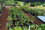 Prop085