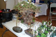 PS120506088