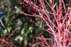 Acer palmatum 'Sango kaku'