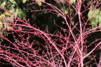 Acer palmatum 'Sango kaku'