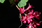 Ribes sanguineum