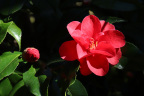 Camellia