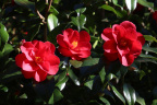 Camellia