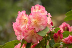 VT090500041