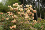 VT090500043