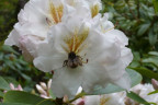 VT090500052