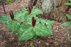 VT090500093