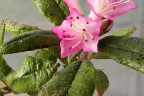 R. scabrifolium