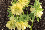 Helleborus