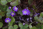 Hepatica nobilis