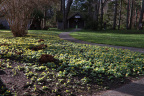 Winter Aconite