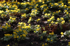 Winter Aconite